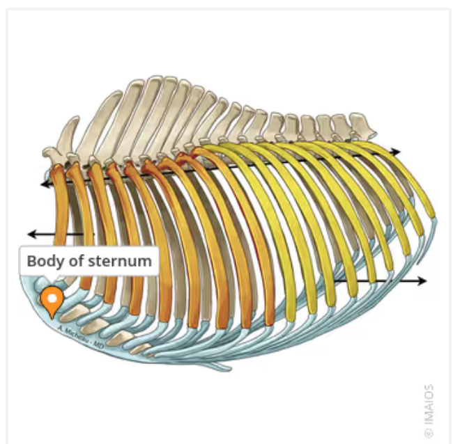 <p>Flat, dagger shaped bone located in the center of the chest. Helps protect the contents of the chest and assist in the breathing process. </p>