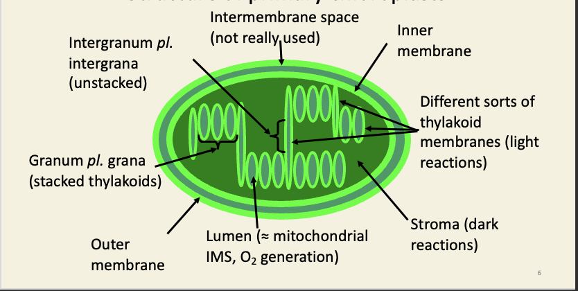 <ul><li><p>the lumen of the thylakoids is derived from ‘pinched off’ piece of intermembrane space, so it has the same kind of relationship to the stroma as the IMS does to the matrix of a mitochondrion </p></li></ul><p></p>