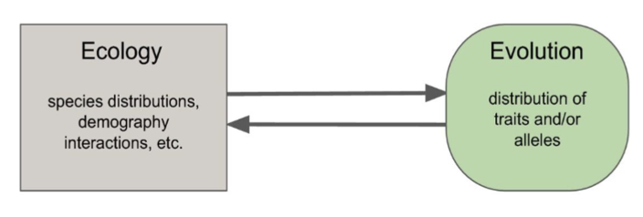 <p>study of organisms’ relationships with their environment</p><p>includes:</p><ul><li><p>distribution and abundance</p><ul><li><p>where they are found and how many there are</p></li></ul></li><li><p>biotic and abiotic factors of the environment</p></li></ul><p></p>