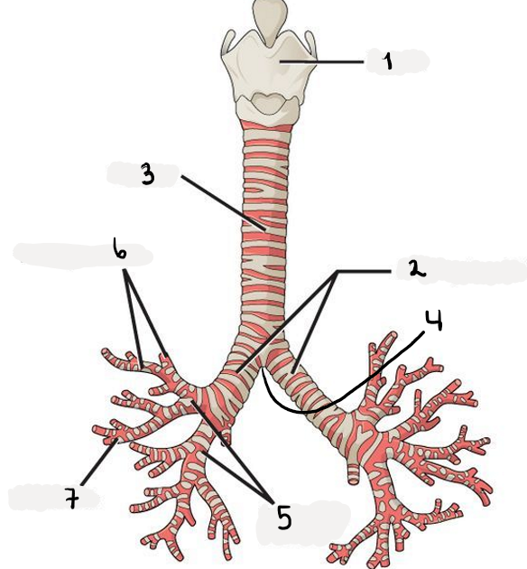 <p>Structures of bronchii.</p>