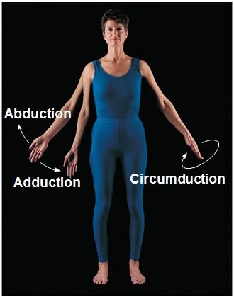 <p>a combination of flexion, extension, abduction, and adduction commonly seen in ball and socket joints such as the shoulder</p>