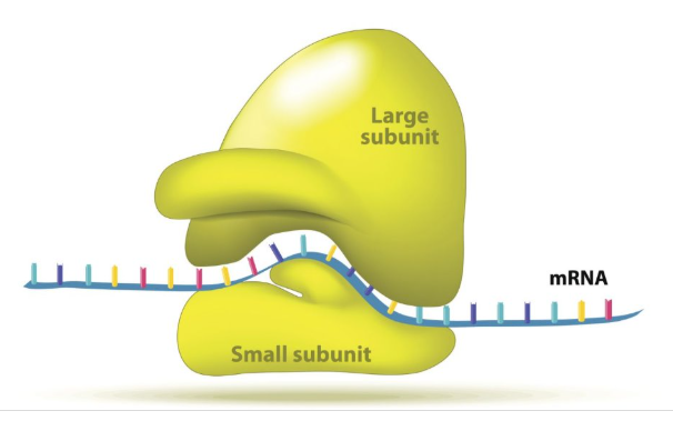 <p>ribosome binds here on mRNA</p>
