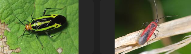 <p>Usually have oval-shaped bodies with strange patterns, six L-shaped legs, and medium-length antennae. Some miridae are specifically red and black, but they aren’t all. Class Insecta, Order Hemiptera, called plant bugs</p>