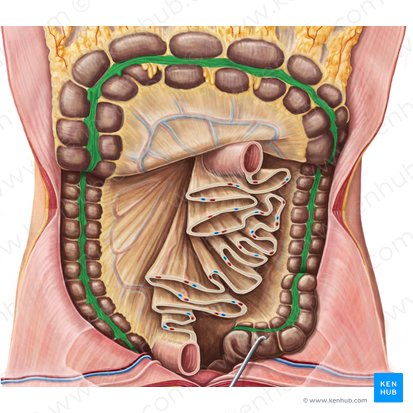 <p>Three longitudinal bands of smooth muscle on the outer surface of the large intestine that create haustra.</p>