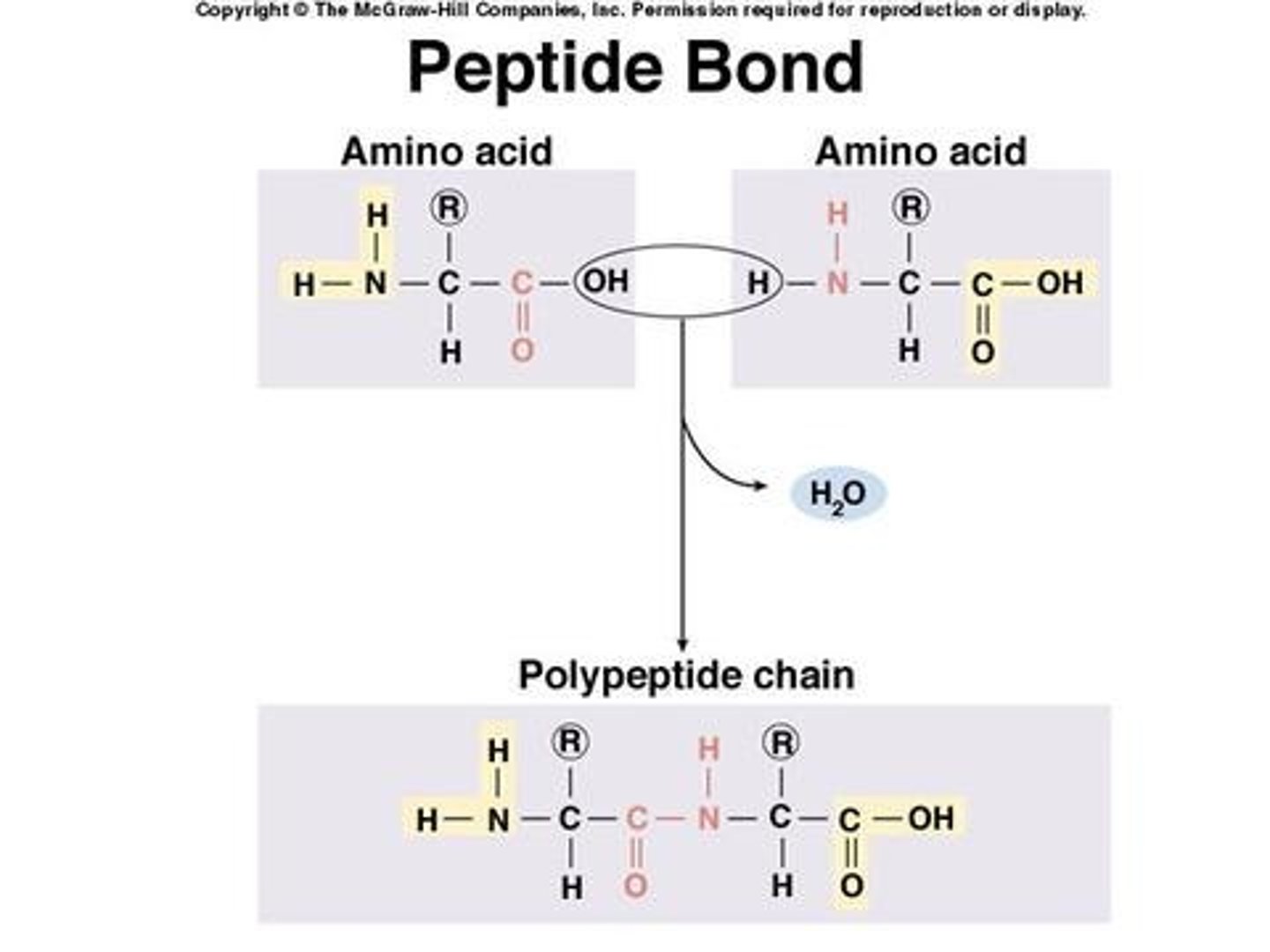 <p>The peptide bonds between amino acids are formed through amidation reactions.</p>