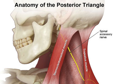 <p>Name the spinal accessory nerve (CN XI)</p>