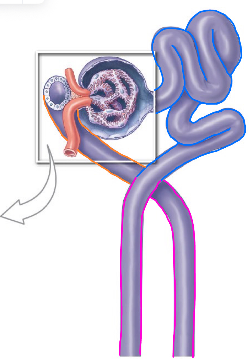 <p>proximal convoluted tube </p>