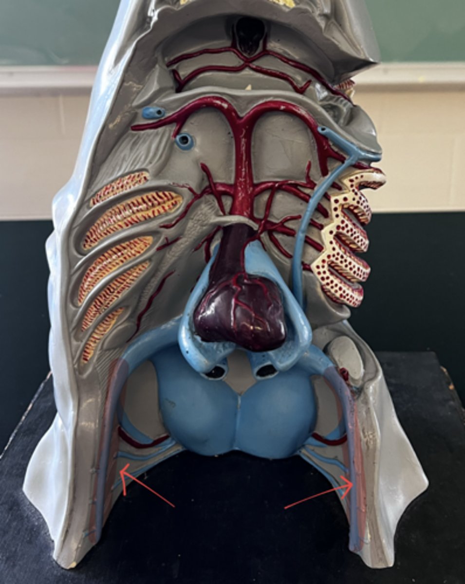 <p>what are these?</p>