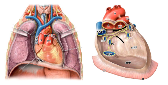 <p>-posterior; inferior; parietal pericardium</p><p>-diaphragmatic parietal pericardium fused with the central tendon of the diaphragm</p><p>-sites where parietal pericardium reflects on to the surface of the heart are now apparent</p>