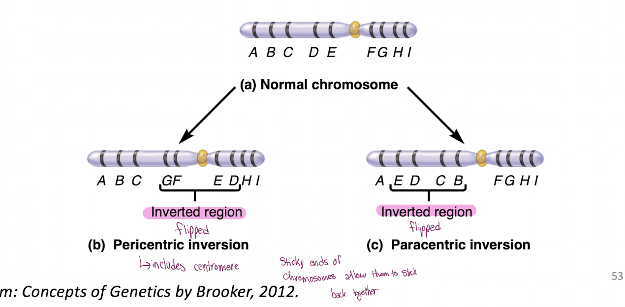 <p>-requires 2 breakpoints and rearrange genetic sequences </p><p>-No gain or loss of genetic material </p><p>-Phenotypic effect depends where the breaks occur </p>