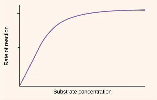 <p>Increasing the substrate concentration increases the rate of reaction without changing the enzyme structure (denaturation). </p><p>According to the <u>collision theory</u>, reactions occur when the enzyme and substrate collide at the right energy level as well. Thus, if the concentration of reactant molecules (substrates) increase, then there are more molecules to react and collide with the enzymes. </p><p>However, enzymes have a maximum rate at which they can work because they only have one active site. Therefore, at a certain point adding more substrate will not increase the reaction rate if each enzyme molecule already has an occupied active site. </p>