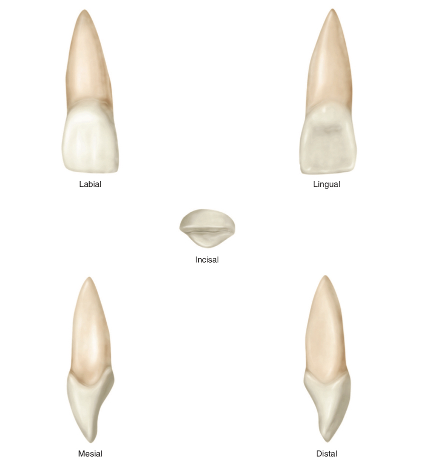 <p>What tooth number is this?</p>