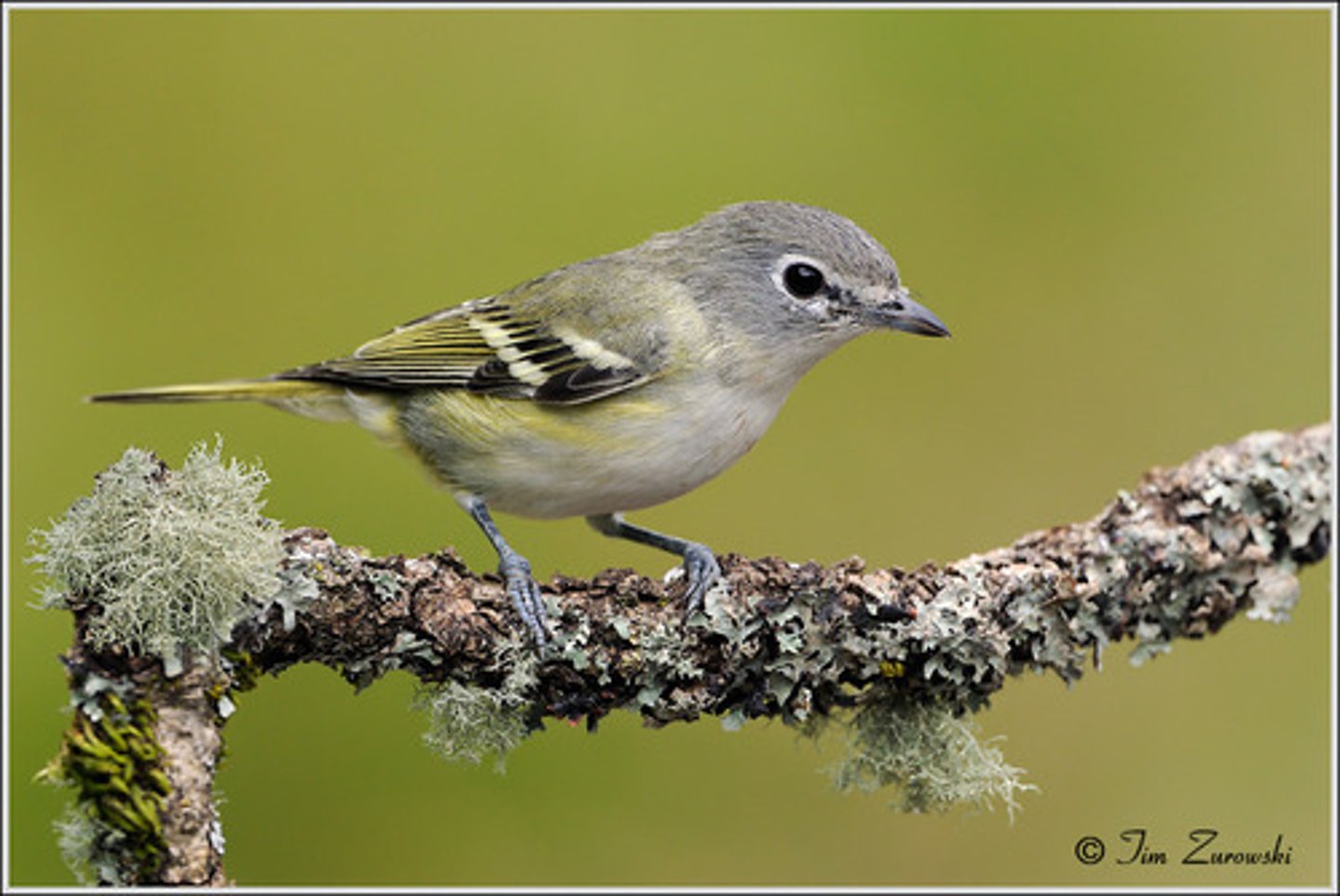 <p>coniferous, deciduous and mixed</p>