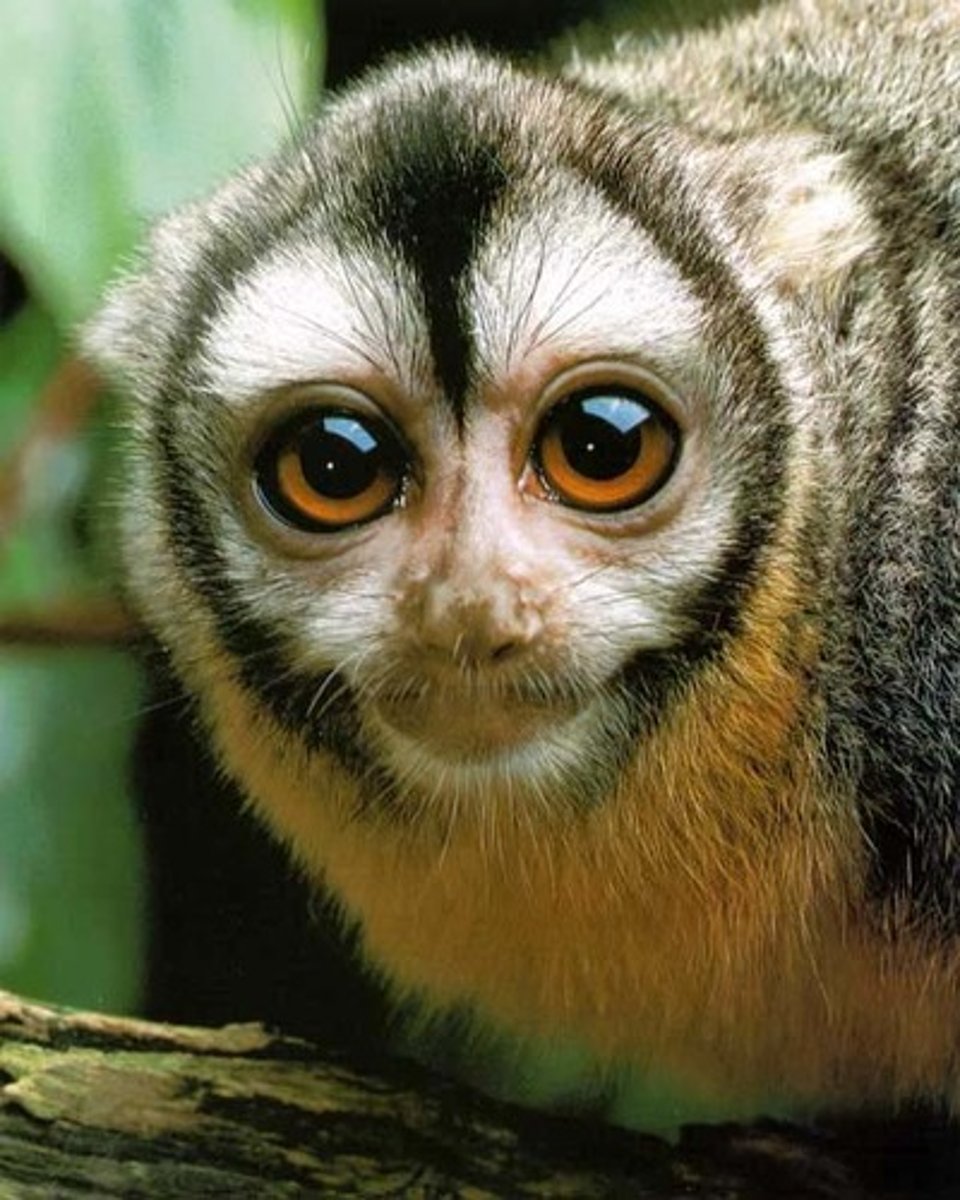 <p>Northern Night Monkey (Gray-necked Group)</p>