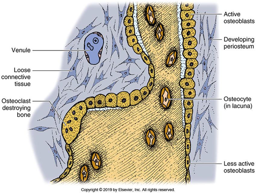 <p><span>The osteoblasts that get trapped in their own matric are called </span><strong>____ </strong>which play a role in the nutrition of the bone. </p>