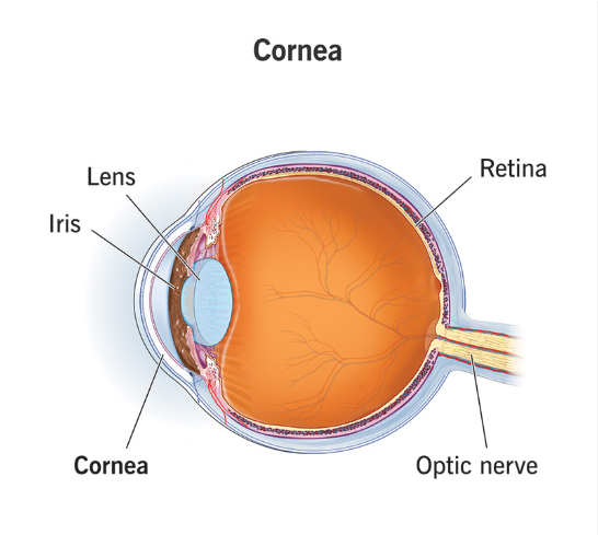 <ul><li><p>round, clear outer structure that covers eye</p></li><li><p>initial light refraction</p></li></ul><p></p>