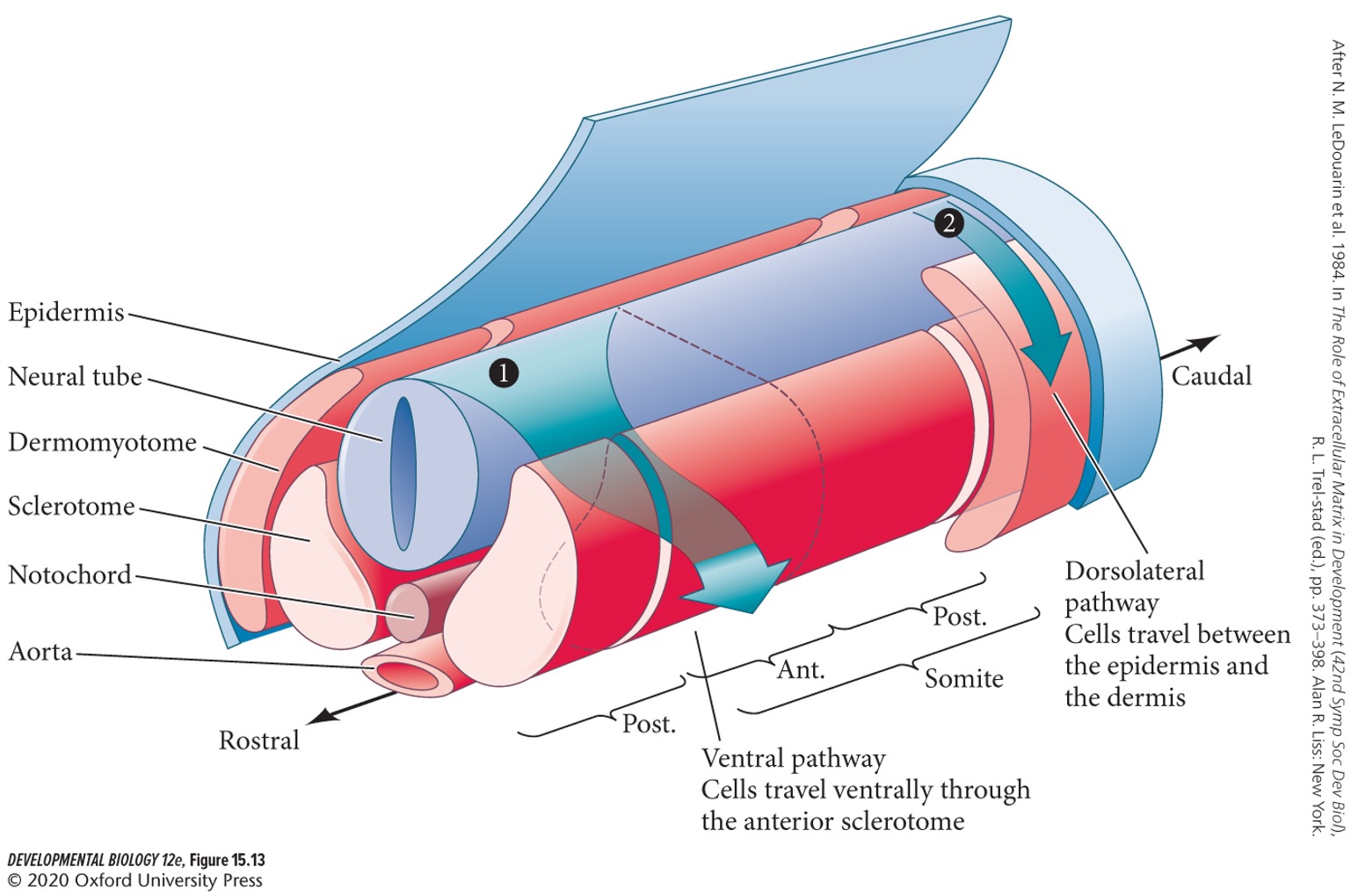 * Melanocytes (travel between the dermis and epidermis).