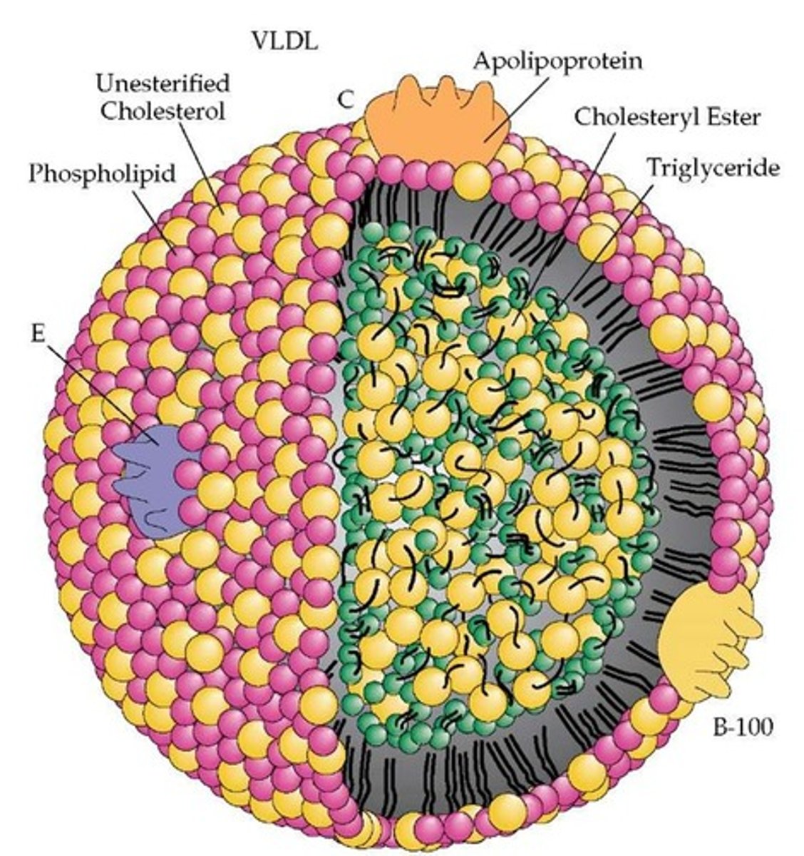 <p>(C) VLDLs</p><p>In the liver, fatty acids synthesized from glucose can be packaged with the chylomicron remnants to form very low density lipoproteins (VLDLs).</p>