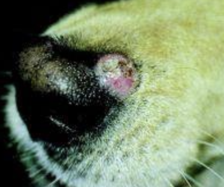 <p>-history, presentation</p><p>-cytology (round cell tumors, exfoliate well)</p><p>-IHC stains (best on frozen sections) *typically not used as cytology is often diagnostic</p>