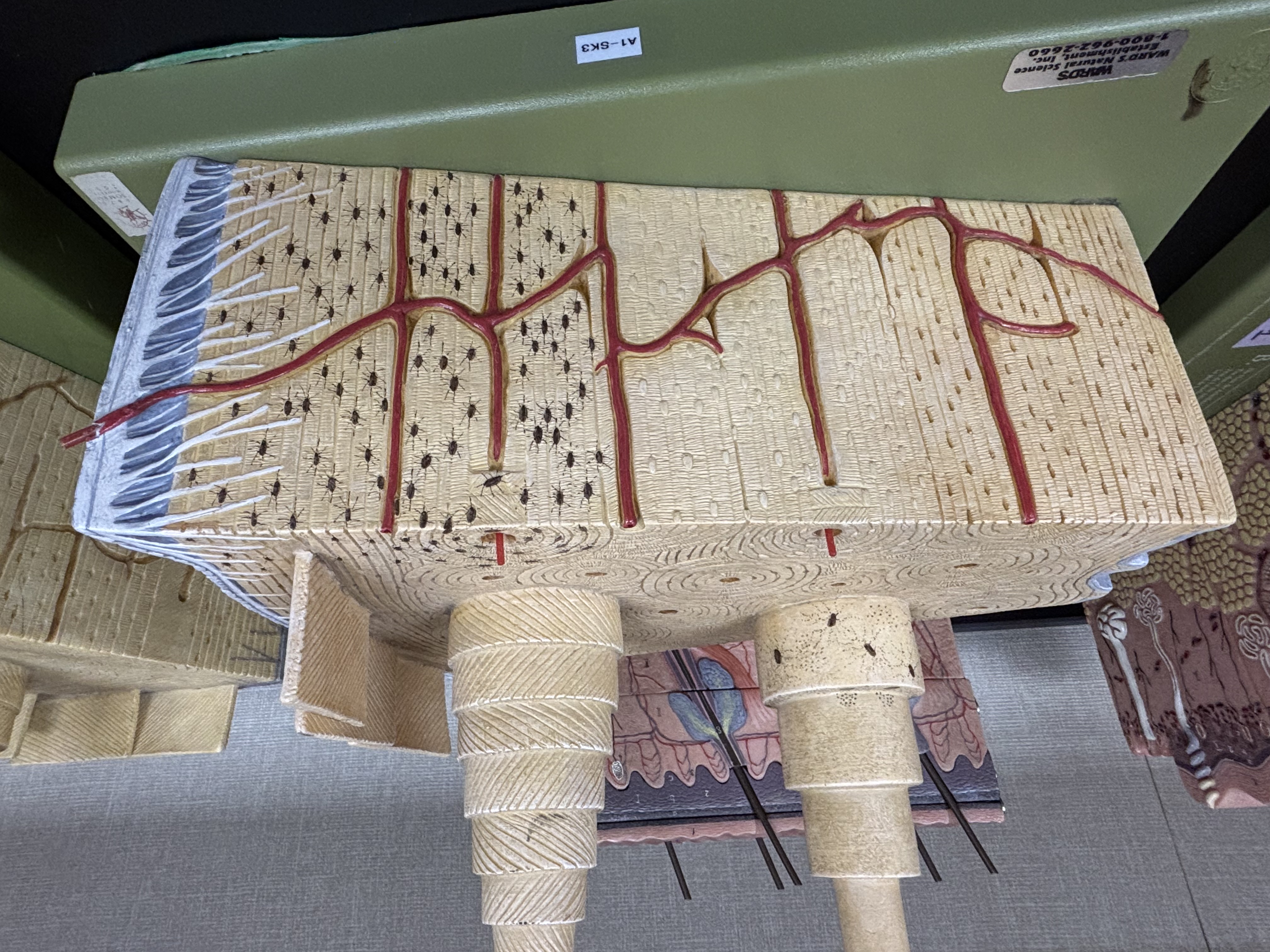 <p><span>Structure: dense and solid. Organized into columns. Appears solid but is perforated by vascular canals. Calcified matrix arranged in osteons (concentric lamellae arranged around a central canal containing blood vessels)</span></p><p><span>Function: supports soft structures, protects vital organs, provides levers for movement, stores calcium and phosphorus.</span></p><p><span>Location: outer layer of bones.</span></p>
