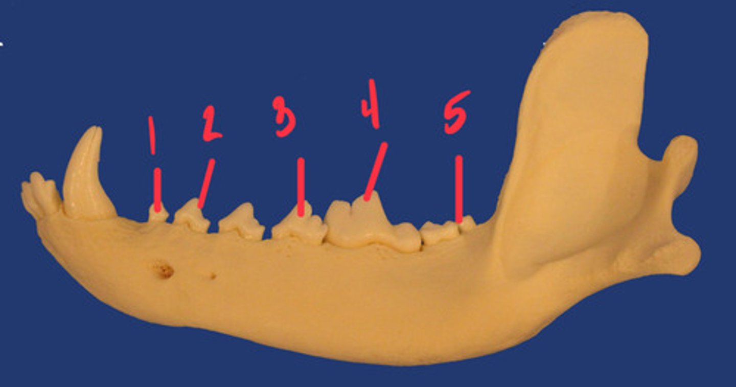 <p>What is the number according to the triadan system for 1? How many roots does it have and what animal is this?</p>