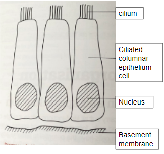 <p>elongated cells, cilia where substances move, found in trachea and oviduct (fallopian tube)</p>