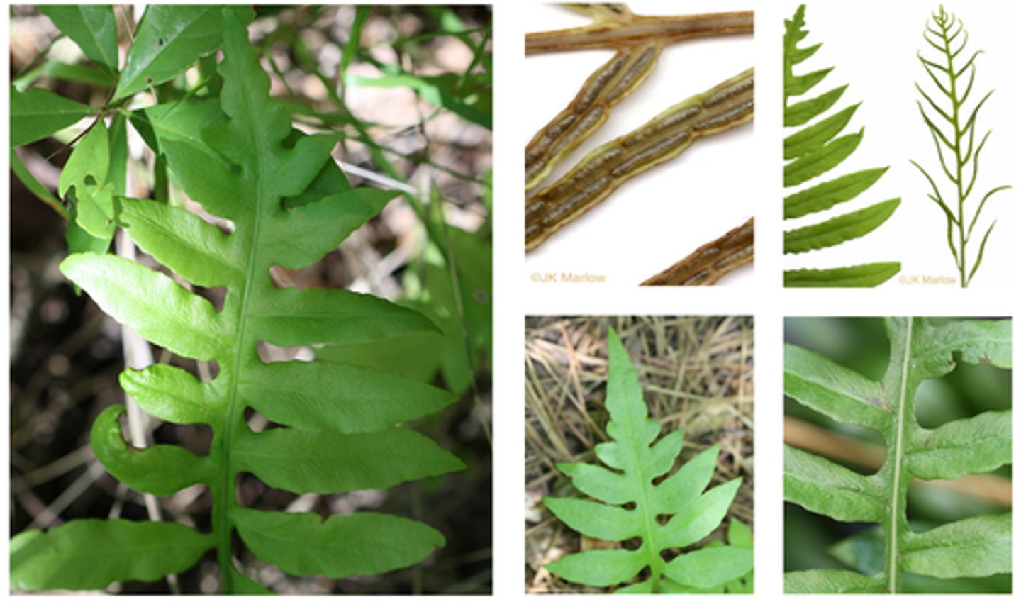 <p>-similar to sensitive fern<br>-alternate leaves<br>-pinnatifid</p>