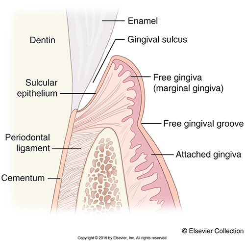 <ul><li><p>Cementum</p></li><li><p>Alveolar process</p></li><li><p>Periodontal ligament</p></li></ul><p></p>