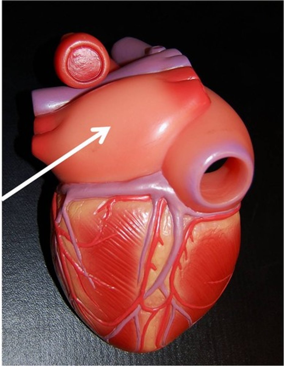 <p>DEFINITION</p><p>Receives deoxygenated blood from the body</p>