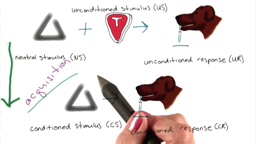 <p>The strengthening of the connection between a conditioned stimulus (CS) and an unconditioned stimulus (US) that leads to a conditioned response (CR).</p>