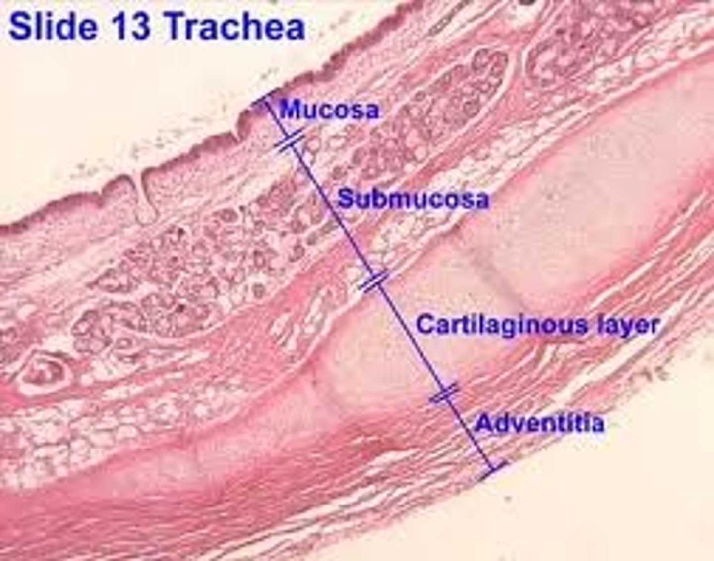 <p>A thin layer of loose connective tissue that binds an organ to surrounding tissues or organs</p>