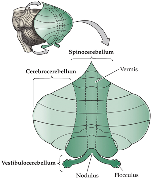 <ul><li><p>receives inputs from brainstem</p></li><li><p>vestibulo-ocular reflex (VOR) → involuntary movement of the eyes when the head is moving</p></li><li><p>posture</p></li><li><p>equilibrium</p></li></ul><p></p>