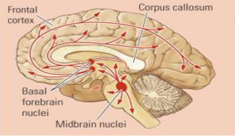 <p>Welk neurotransmittersysteem is dit?</p>