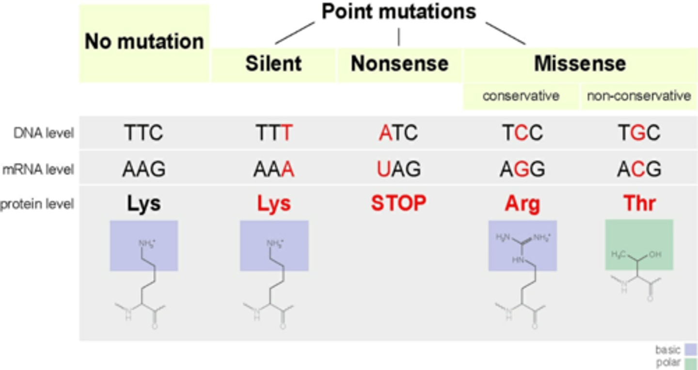 <p>mutations that affect 1˚ structure of a protein; 2 categories: Missense and Nonsense</p>