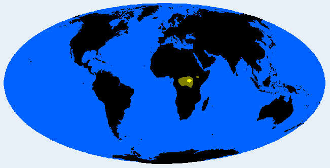 <p>East Bambutid (Bambutid)</p>