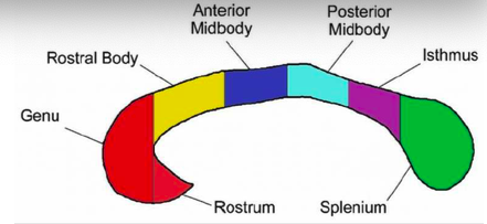 <p>posterior parietal and superior temporal areas</p>