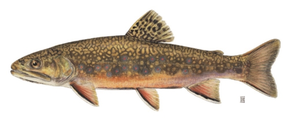 <p><strong>Salvelinus fontinalis</strong></p>