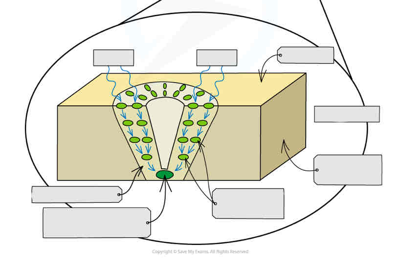 5.6 Photosynthesis 🌿 Flashcards Knowt