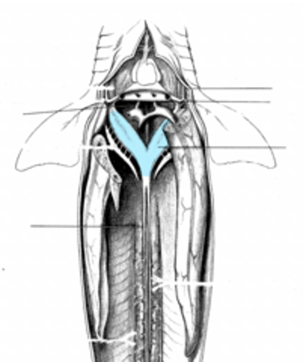 <p>what does the posterior cardinal sinus feed into?</p>
