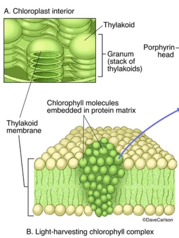 <ul><li><p>photosynthetic pigments embedded in the thylakoid membrane</p></li><li><p>it is green because it absorbs every other wavelength of light except green, which is instead reflected</p></li></ul><p></p>