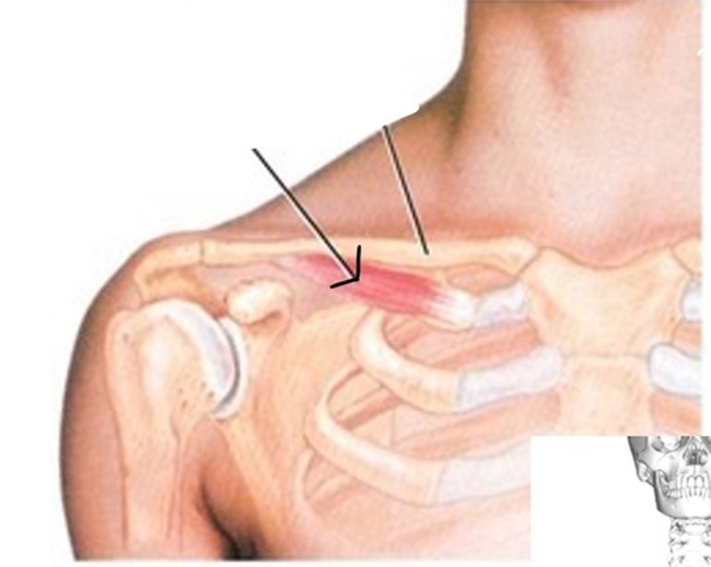 <p>What muscle is this?</p>