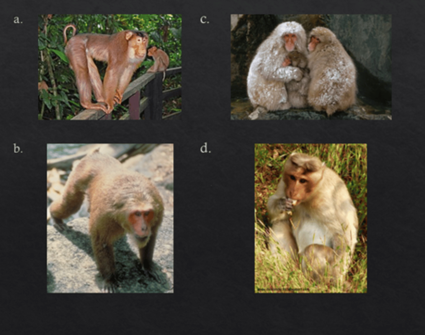 <p>Which of the following is utilized as a model in HIV research?</p>