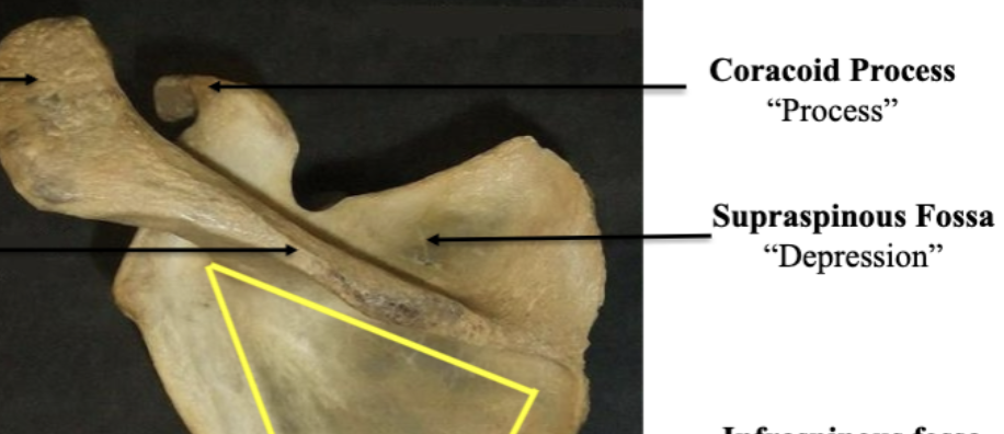 <p>Coracoid Process </p>