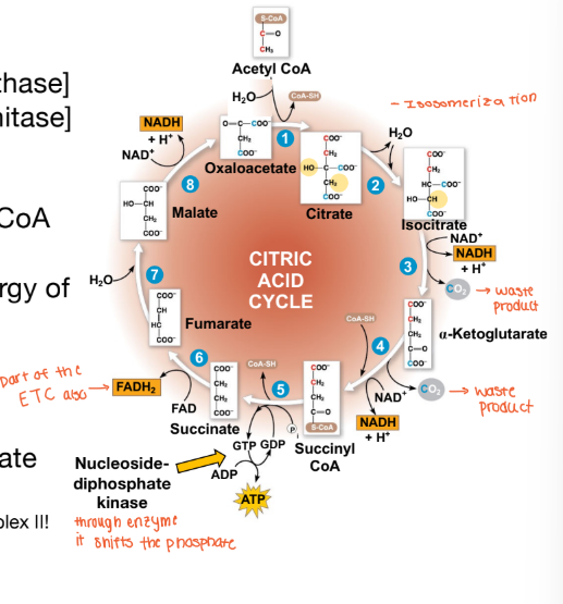 <p>How many total reactions are in the TCA cycle? </p>