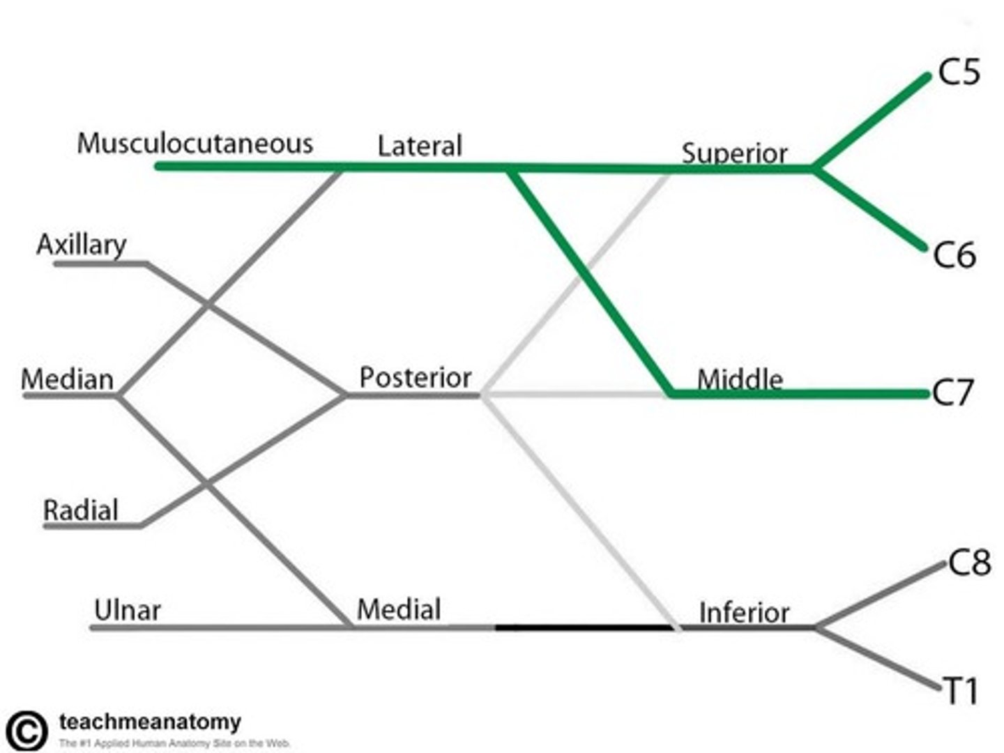 <p>continuation of the posterior cord of the brachial plexus </p><p>begins after the axillary nerve is given off </p>