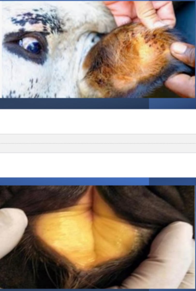 <p>What is the name of the parasitic disease in cows that affects red blood cells, transmitted by biting insects/ticks mainly in adult cattle?</p>