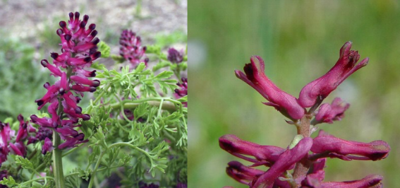 <p>sold as an herb, used medicinally</p>