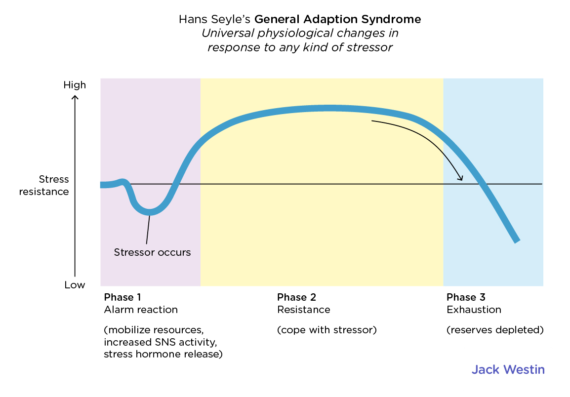 <p><strong><u>General Adaptation Syndrome</u></strong></p><ul><li><p>Hans Selye postulated the <strong>General Adaptation Syndrome</strong>, describing the body's <strong>UNIVERSAL response to stress</strong> in <strong>three stages</strong>: alarm, resistance, and exhaustion</p></li><li><p>GAS describes how the <strong>body responds over time to sustained stress</strong> — initially rising to the challenge, adapting, and eventually <strong>breaking down</strong> if the stress continues too long.</p></li></ul><p></p><p><strong>Three Stages of GAS</strong> (BIOLOGICAL PERPECTIVE)</p><ol><li><p class=""><strong>Alarm Stage</strong></p><ul><li><p class="">Initial reaction to the stressor</p></li><li><p class="">Fight-or-flight response: <strong>adrenaline and cortisol</strong> released</p></li><li><p class="">Increased heart rate, energy, alertness</p></li></ul></li><li><p class=""><strong>Resistance Stage</strong></p><ul><li><p class="">Body tries to <strong>adapt</strong> to the stressor</p></li><li><p class="">Prolonged release of stress hormones (like <strong>cortisol</strong>)</p></li><li><p class="">Body remains alert but begins to wear down</p></li></ul></li><li><p class=""><strong>Exhaustion Stage</strong></p><ul><li><p class="">Body’s resources become <strong>depleted</strong></p></li><li><p class="">Increased risk of illness, fatigue, burnout, and other health issues</p></li></ul></li></ol><p> </p><p><strong>Example of GAS: College Student Facing Final Exams</strong> <strong>Alarm Stage:</strong> </p><p class="">The student finds out they have 3 final exams in 2 days.</p><ol><li><p class=""><strong><u>ALARM REACTION </u><em>(mobilize resources)</em></strong><br>→ <strong>Immediate stress response</strong> kicks in: heart rate increases, adrenaline and cortisol are released.<br>→ Fight-or-flight mode: they feel alert, anxious, and jittery.</p></li></ol><p></p><ol start="2"><li><p><strong> <u>RESISTANCE STAGE (</u><em>cope with stressor)</em></strong> </p></li></ol><p class="">Over the next week, the student stays up late studying, drinks lots of coffee, and pushes through the stress.<br>→ The body <strong>adapts to the stress</strong>, but cortisol remains elevated.<br>→ They stay focused but start feeling irritable and tired.</p><p></p><ol start="3"><li><p><strong><u>EXHAUSTION STAGE </u><em>(reserves depleted)</em></strong></p></li></ol><p class="">After finals are over, the student crashes.<br>→ Their immune system is weakened, and they catch a cold.<br>→ They feel mentally and physically drained — classic <strong>signs of burnout</strong>.</p>