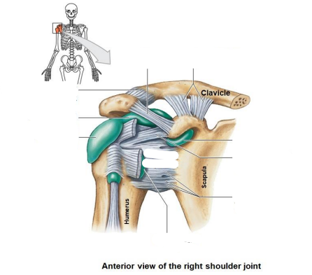 <p>Name the 5 ligaments, 1 capsule, 4 bursa?</p>