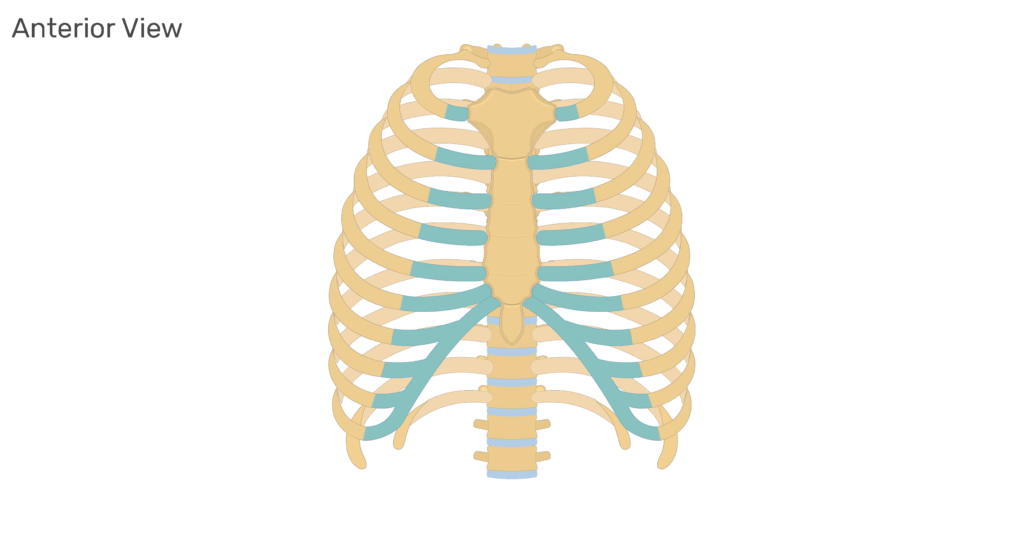 <p><span><span>Costal cartilage consists of bars of hyaline cartilage that attach the anterior ends of the ribs to the sternum (breastbone)</span></span></p>